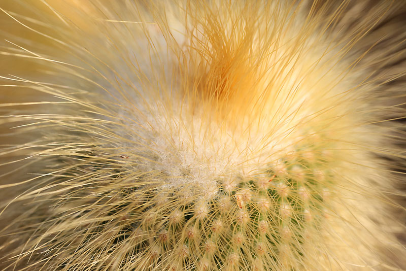 Parodia leninghausii